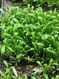 Attēlu rezultāti vaicājumam “Herniaria glabra leaf”