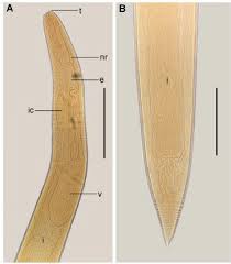 Image result for Hyporthodus niveatus