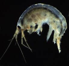 Attēlu rezultāti vaicājumam “Amphipoda”