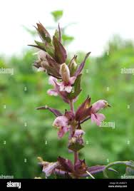 Attēlu rezultāti vaicājumam “Odontites vulgaris flower”