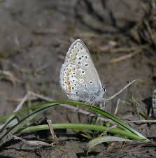 Attēlu rezultāti vaicājumam “Aricia artaxerxes”