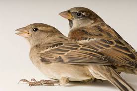 Image result for Passer domesticus