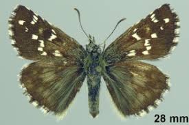 Attēlu rezultāti vaicājumam “Pyrgus alveus”