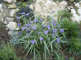 Attēlu rezultāti vaicājumam “Tradescantia virginiana flower”