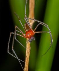 Attēlu rezultāti vaicājumam “Linyphiidae”