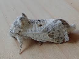 Attēlu rezultāti vaicājumam “Cossidae”