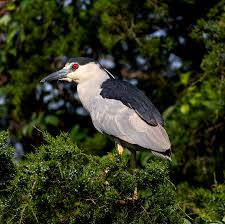 Image result for Nycticorax nycticorax