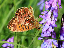 Attēlu rezultāti vaicājumam “Boloria titania upperside”