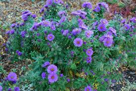 Attēlu rezultāti vaicājumam “Symphyotrichum novae-angliae flower”