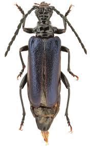 Attēlu rezultāti vaicājumam “Rhamnusium bicolor”