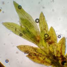 Attēlu rezultāti vaicājumam “Fissidens arnoldii macro”