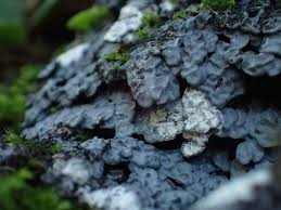 Attēlu rezultāti vaicājumam “Diderma chondrioderma”