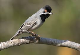 Image result for Sylvia rueppelli