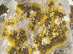 Attēlu rezultāti vaicājumam “Candelariella sp.”