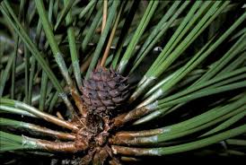 Attēlu rezultāti vaicājumam “Pinus ponderosa”