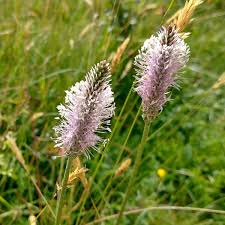 Attēlu rezultāti vaicājumam “Plantago media flower”