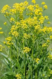 Attēlu rezultāti vaicājumam “Bunias orientalis bud”