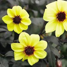 Image result for Dahlia hybrid.