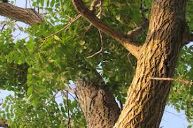 Attēlu rezultāti vaicājumam “Juglans cinerea flower”