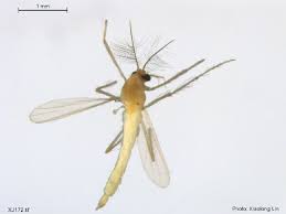 Attēlu rezultāti vaicājumam “Tanytarsus”