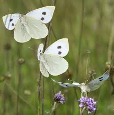 Attēlu rezultāti vaicājumam “Pieris brassicae female”