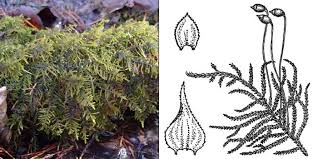 Attēlu rezultāti vaicājumam “Hylocomiastrum umbratum”