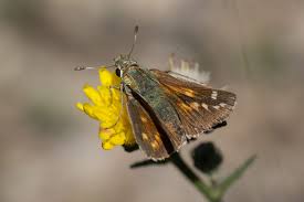 Attēlu rezultāti vaicājumam “Hesperia comma underside”