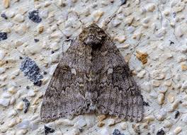 Attēlu rezultāti vaicājumam “Catocala fraxini”