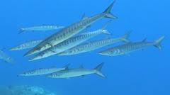 Image result for Sphyraena viridensis