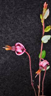 Attēlu rezultāti vaicājumam “Oxycoccus flower”