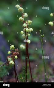 Attēlu rezultāti vaicājumam “Pyrola chlorantha”