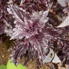 Attēlu rezultāti vaicājumam “Ocimum basilicum leaf”