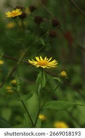 Attēlu rezultāti vaicājumam “Inula britannica”