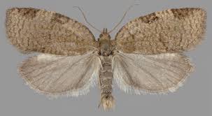 Attēlu rezultāti vaicājumam “Lozotaenia forsterana”