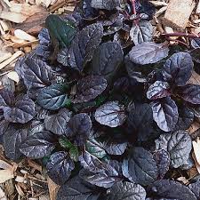 Image result for Ajuga reptans
