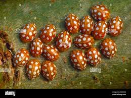 Attēlu rezultāti vaicājumam “Halyzia sedecimguttata”