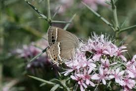 Attēlu rezultāti vaicājumam “Theclinae”