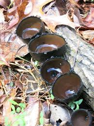 Attēlu rezultāti vaicājumam “Urnula craterium”