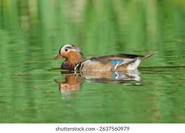 Attēlu rezultāti vaicājumam “Aix galericulata male”
