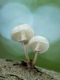 Attēlu rezultāti vaicājumam “Physarum leucopus stalked”