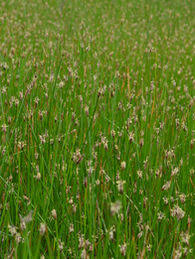 Attēlu rezultāti vaicājumam “Eleocharis palustris”