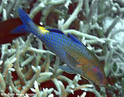 Image result for Parupeneus cyclostomus