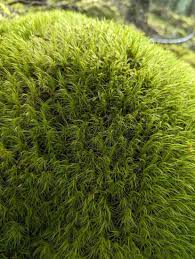 Attēlu rezultāti vaicājumam “| Dicranum”