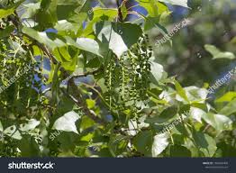 Attēlu rezultāti vaicājumam “Populus x canadensis fruit”