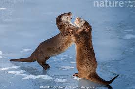 Attēlu rezultāti vaicājumam “Lutra lutra”