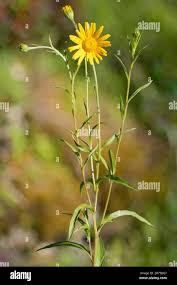 Image result for Buphthalmum salicifolium