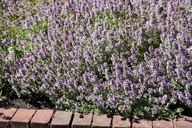 Attēlu rezultāti vaicājumam “Thymus vulgaris”