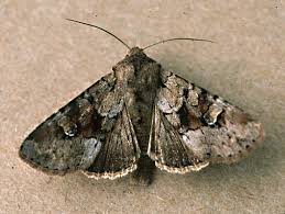 Attēlu rezultāti vaicājumam “Apamea sordens”