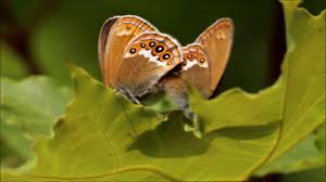 Attēlu rezultāti vaicājumam “Coenonympha hero”