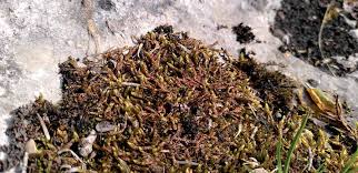 Attēlu rezultāti vaicājumam “Pseudocalliergon turgescens”